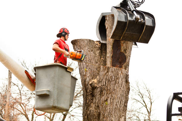 How Our Tree Care Process Works  in  Beverly, MA